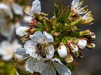 Biene an Blüten und Knospenansammlung